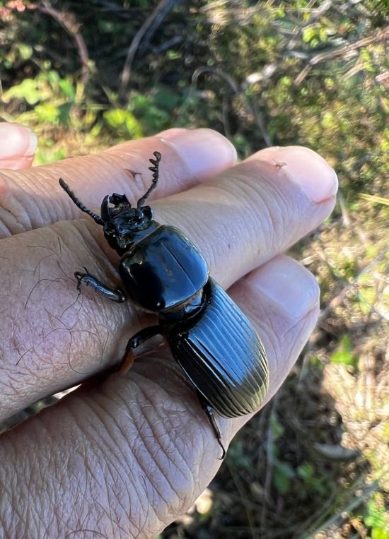Bess Beetle